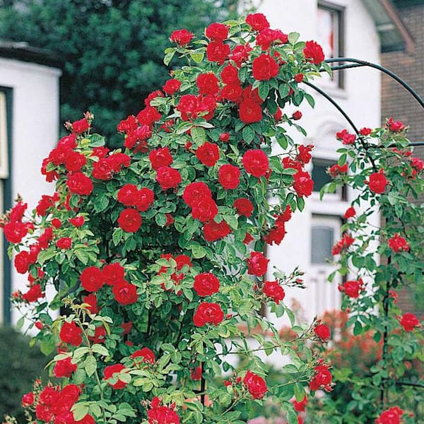 Have a question about Spring Hill Nurseries Blaze Improved Climbing Rose,  Live Bareroot Plant, Red Color Flowers (1-Pack)? - Pg 1 - The Home Depot