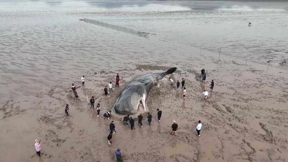 Watch China's first successful rescue of stranded sperm whale