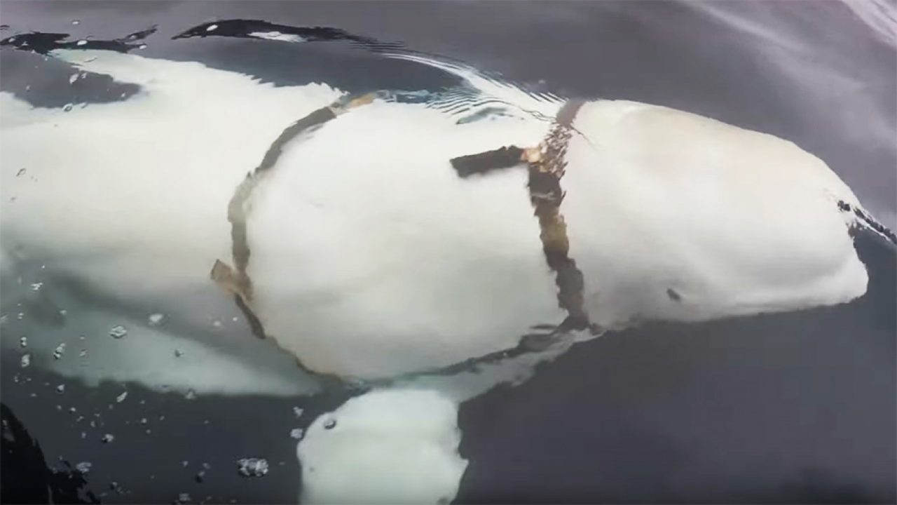 The friendly beluga whale returns to thank the fisherman who saved him from the nets wrapped around him