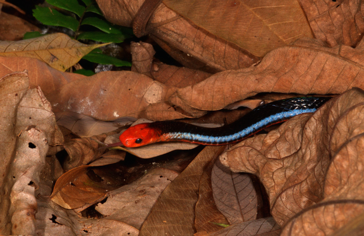 The Top 10 Most Beautiful Snakes in the World - Owlcation