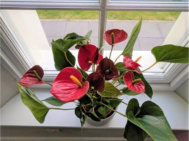 Anthurium Not Flowering? 7 Ways To Make It Bloom - Smart Garden Guide