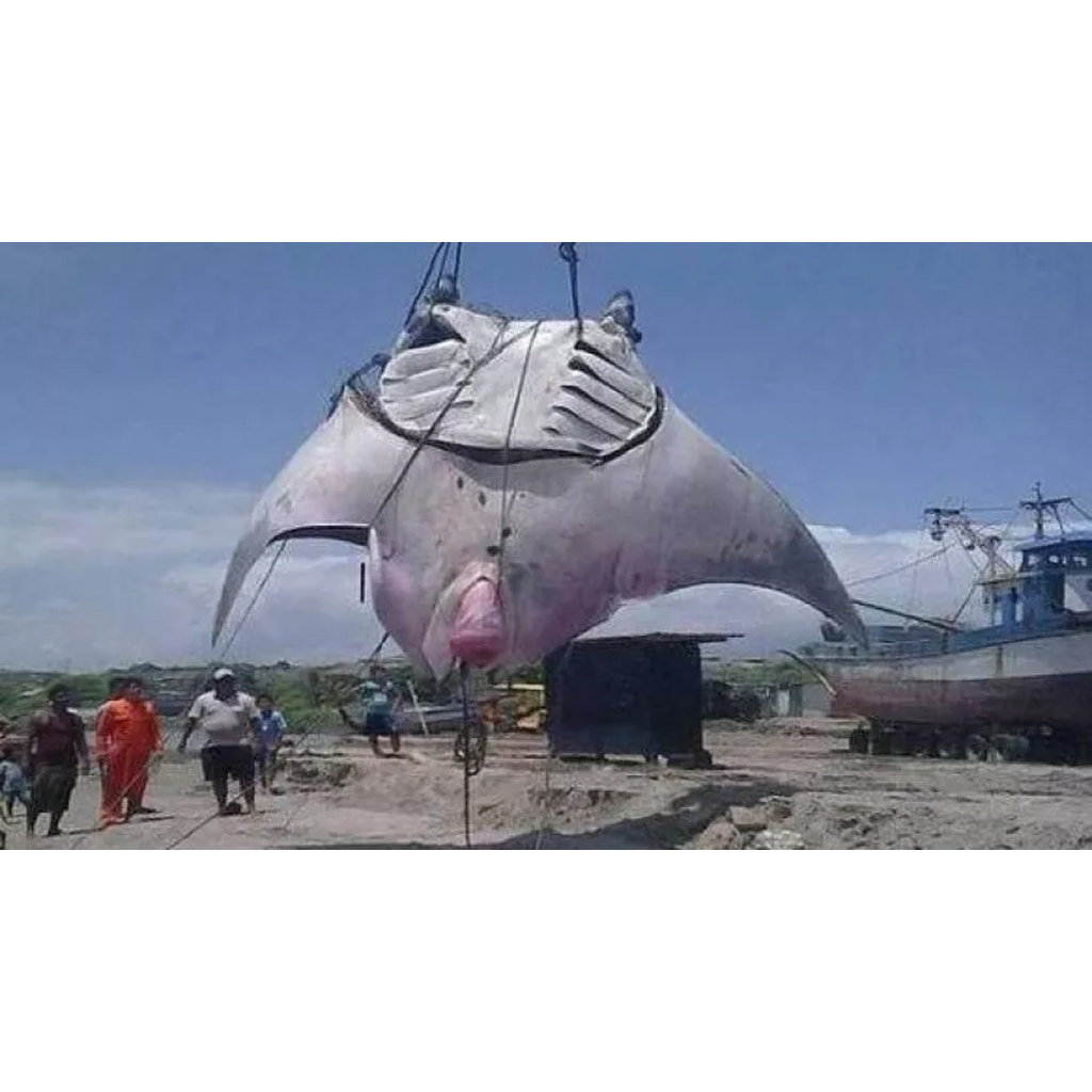 Witness “Mana Ray”: The largest giant ray in the world, up to 29 meters long