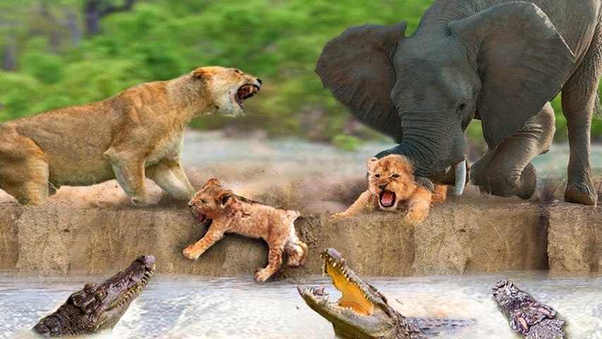 Drama of the jungles ! When mother Elephants take revenge from mother lion  and throw baby lion to crocodile! drama in the wood! - video Dailymotion