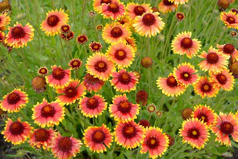 Gaillardia (Blanket Flower)